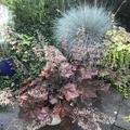 Heuchera x cultorum 'Obsidian' -S-