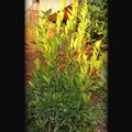 Mittelmeermandarine Tardivo di Ciaculli, im Mai 2023 in den Garten eingepflanzt. Nach 4 Monaten zeigt der Baum einen kr�ftigen Wuchs und tr�gt 3 Fr�chte.