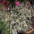Wundersch�ne Aster mit kleinen Bl�ten!