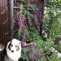 Buschklee am Rankger�st