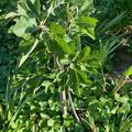 Feigenbaum 'Desert King'