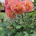 Edelrose Augusta Luise