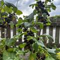 Schwarze Johannisbeere Nimue