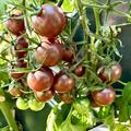 Black Cherry