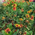Wundersch�ne leuchtende Farben