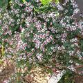 Unendlich viele h�bsche Bl�ten