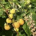 Herbsthimbeere- lecker und viele Fr�chte! 