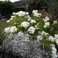 Schleierkraut unverzichtbar im Garten! Ein Blickfang!