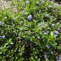 Kriechende S�ckelblume Ende Mai