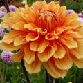 Dahlie 'Ben Huston' (2er Set)