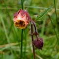 Geum rivale