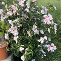 Hibiskus, Eibisch 'Starbust Chiffon', etablierte, 3-j�hrige Pflanze