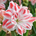 Hippeastrum Amazing Belle, Amaryllis