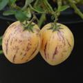 Pepino - Frucht