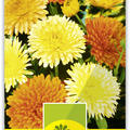 Ringelblume gemischt
