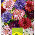 Kornblumen gemischt