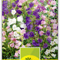 Glockenblume, grossblumig