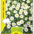 G�nsebl�mchen, Wildblumen, Margritli