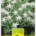 Edelweiss