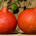 K�rbis Hokkaido 'Uchiki Kuri' Cucurbita maxima