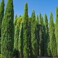 Cupressus sempervirens 'Totem', S�ulenzypresse