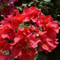 Bougainvillea x buttiana ‘Don Mario’, Drillingsblume