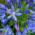 Agapanthus africanus Pitchoune Blue, Schmucklilie