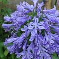 Agapanthus africanus Peter Pan, Schmucklilie
