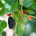 Schwarze Maulbeere Peter, Morus nigra