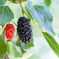 Schwarze Maulbeere Martinus, Morus nigra