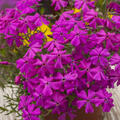 Phlox subulata, Early Spring Hot Pink, Staude, P�ppel