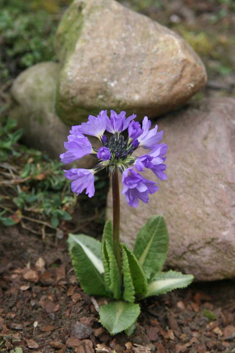 Plantes compagnes pour myrtilles Primev&egrave;re denticul&eacute;e de Lubera