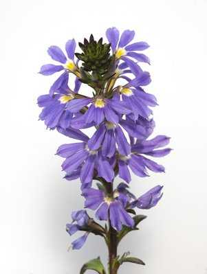 Tige florale de la fleur &eacute;ventail de f&eacute;e (Scaevola aemula)