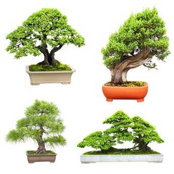 Diff�rents types de bonsa�s - Entretien des bonsa�s 
