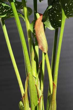 Bouton d&rsquo;un arum