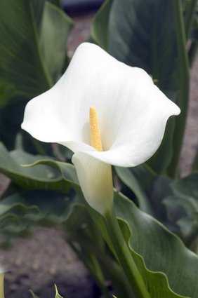 Arum, <i>Zantedeschia</i>