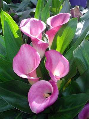 Arum, <i>Zantedeschia</i>