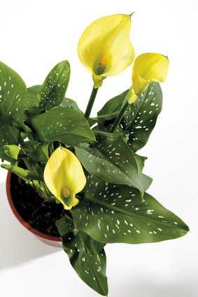 Arum, <i>Zantedeschia aethiopica</i>