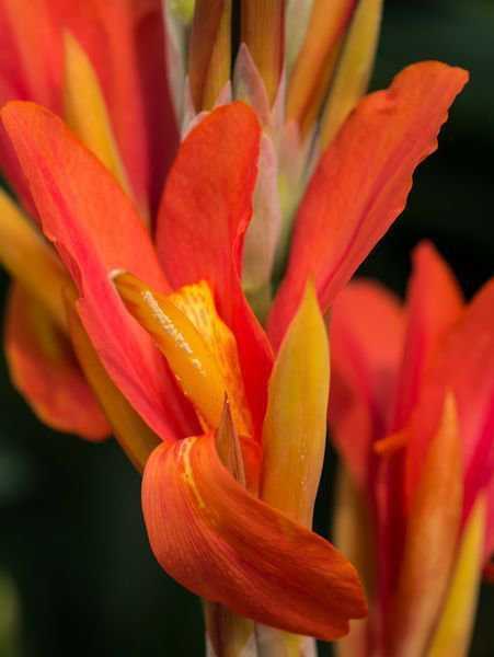 Planter des cannas