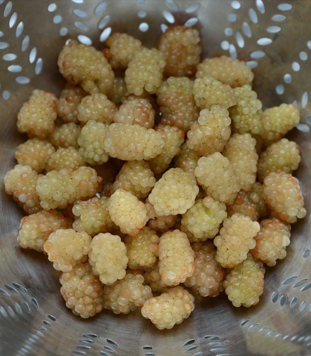 M&ucirc;re blanche Polar Berry Lubera