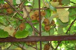 R&eacute;colte des kiwis Lubera