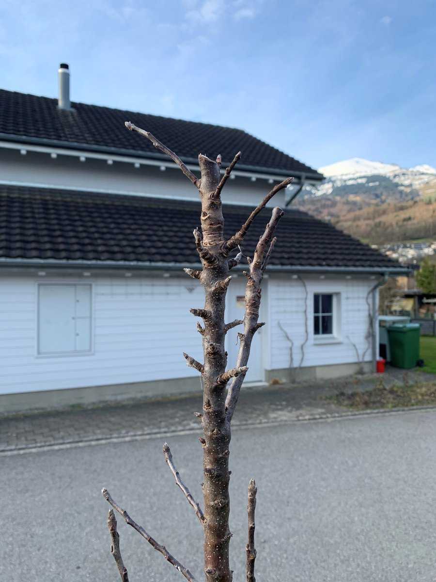 Tailler un pommier colonnaire Lubera