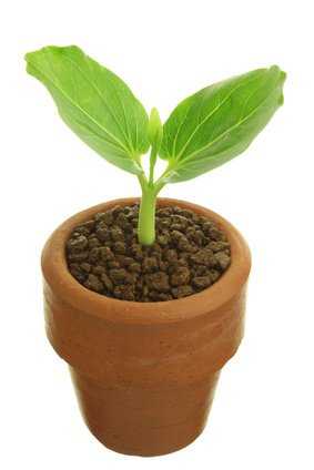 Baobab