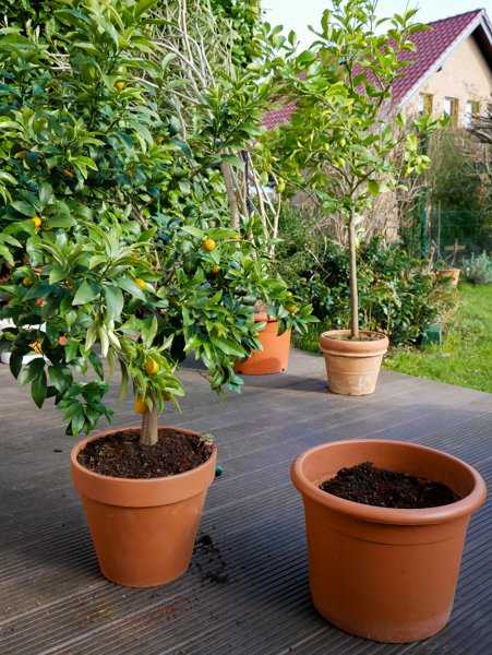 Kumquat