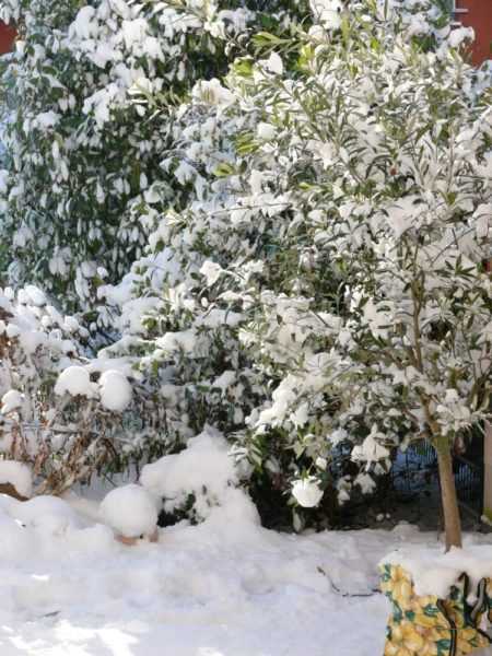 Olivier en hiver, hiverner l&rsquo;olivier
