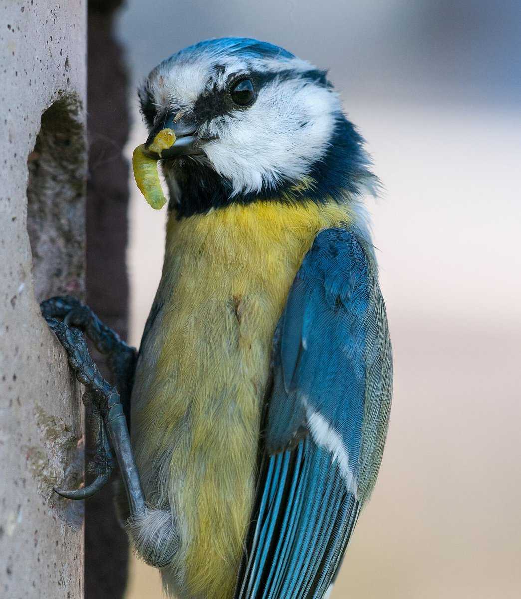 Les oiseaux sauvages sont les pr�dateurs naturels des chenilles