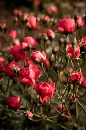 Rosier paysager