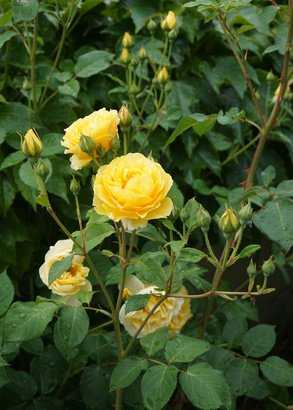 Rosier couvre-sol jaune