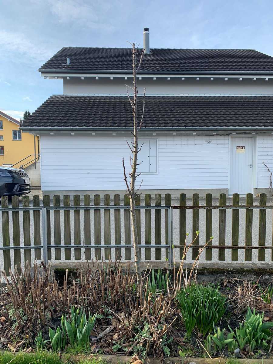 Tailler un pommier colonnaire Lubera