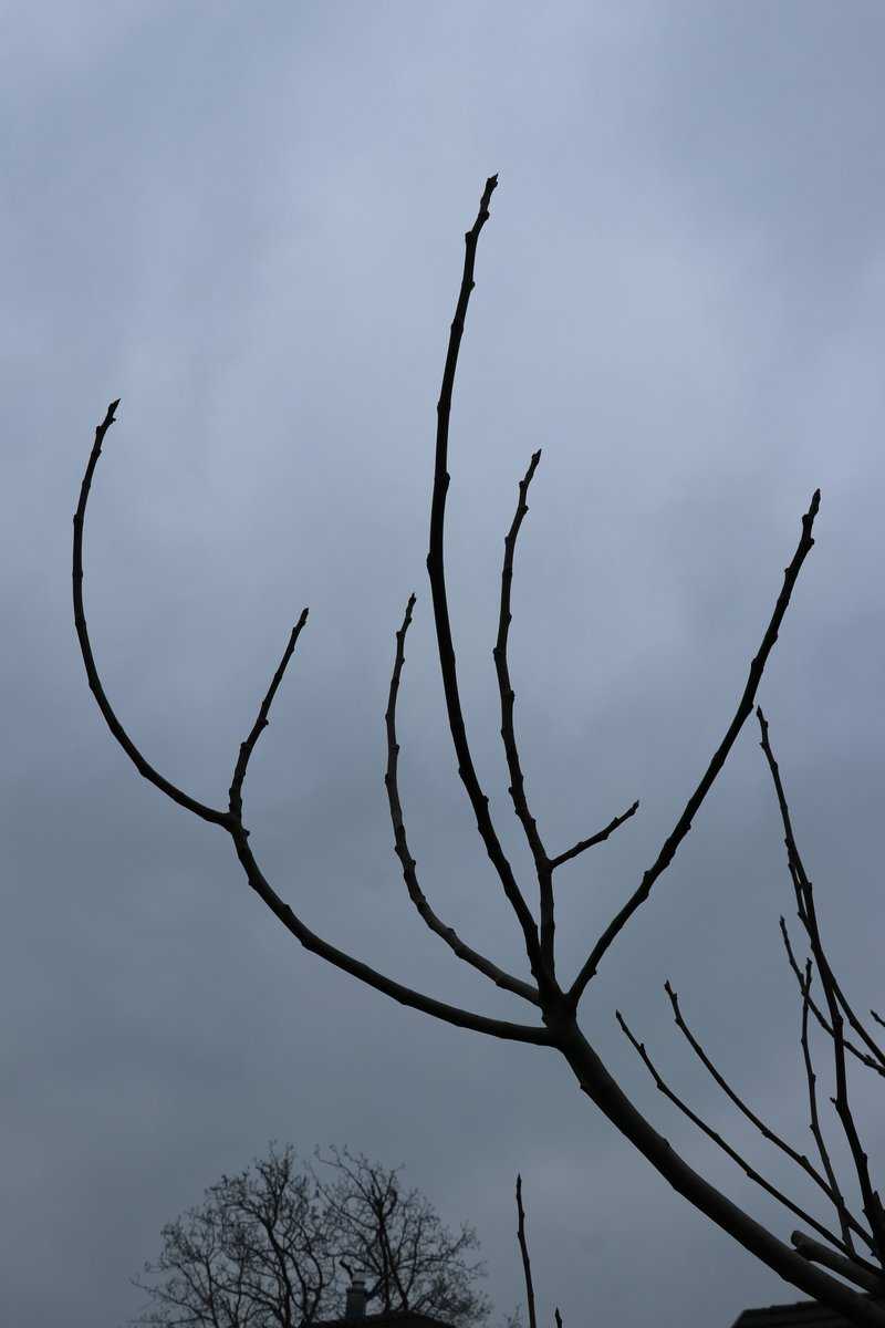 Tailler le figuier, figues Twotimer Lubera
